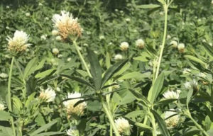 berseem_clover_1 &ndash; Symbiosis Agriculture