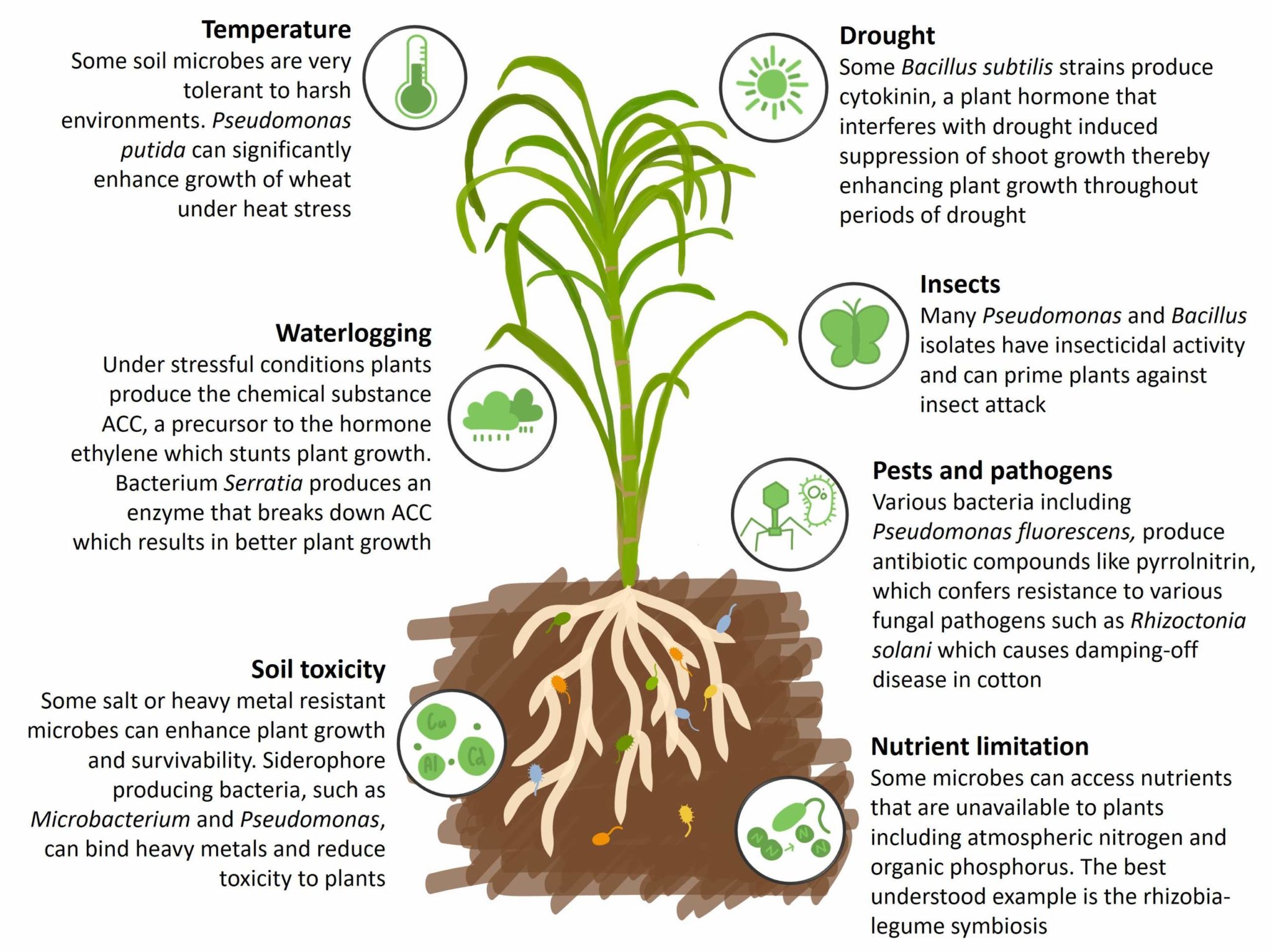 Bacteria and archaea Symbiosis Agriculture