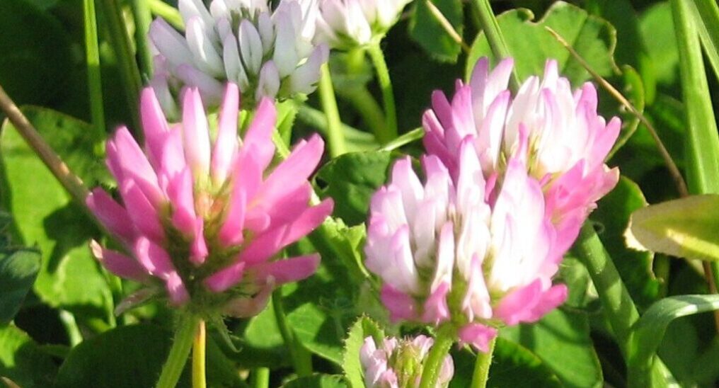 Gland clover cover crop