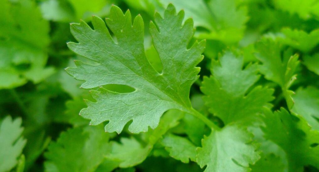Parsley cover crop Symbiosis Agriculture