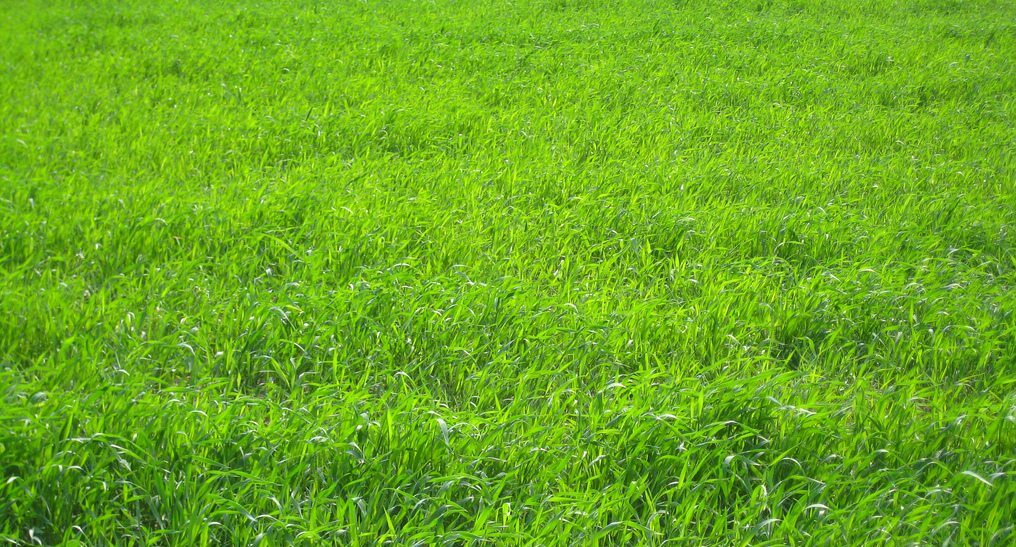 Perennial ryegrass cover crop