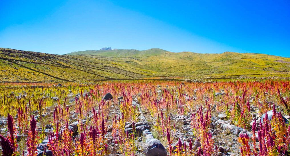 Quinoa regenerative agriculture