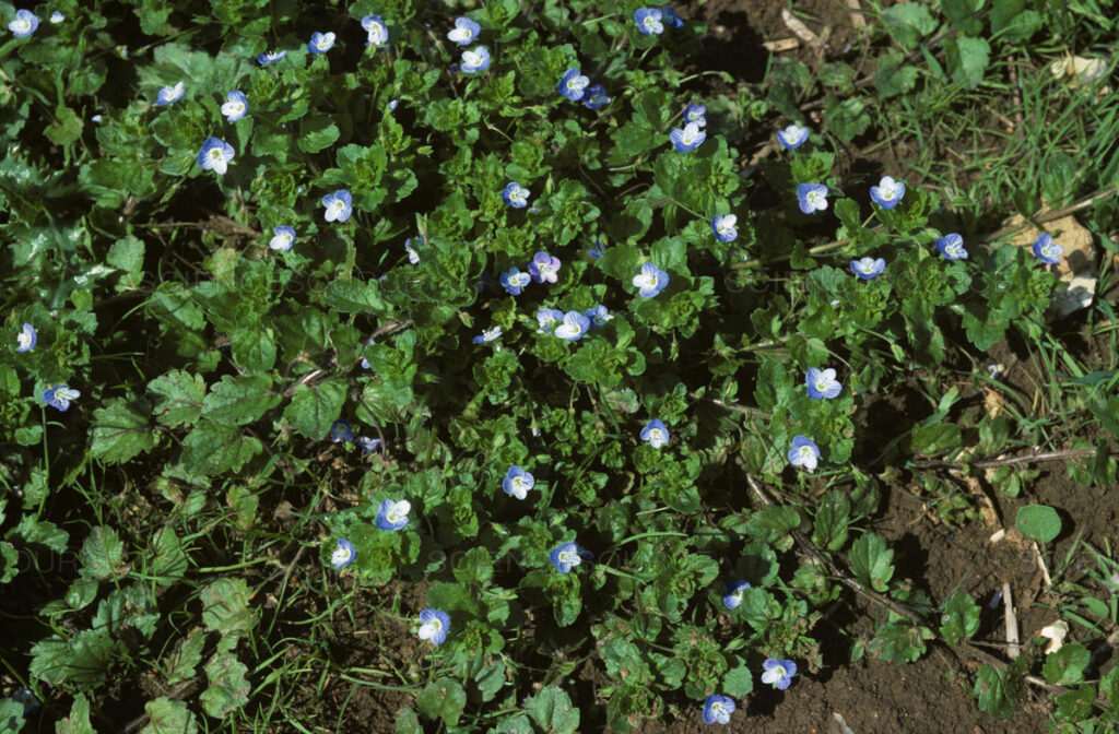 Symbiosis Agriculture