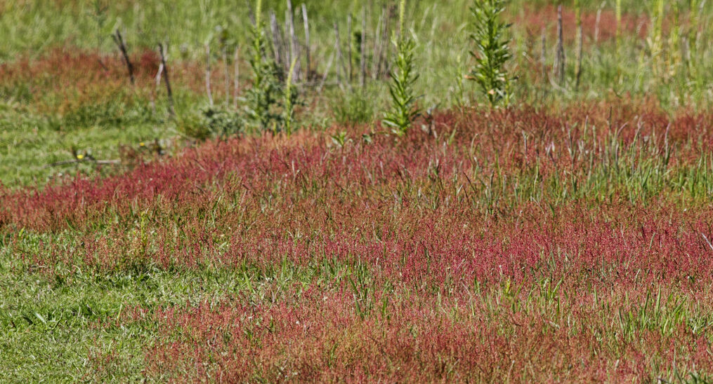 Sheep's sorrel (Rumex acetosella). The red or maroon flowers of sheep's sorrel make a vivid splash of colour amidst the green in this short acid grassland. Mitcham Common is low-lying, and parts of it are boggy in winter. This leads to the kind of acid conditions where peat can develop. Its status as an area that includes acid grassland is one of Mitcham Common's conservation strengths.